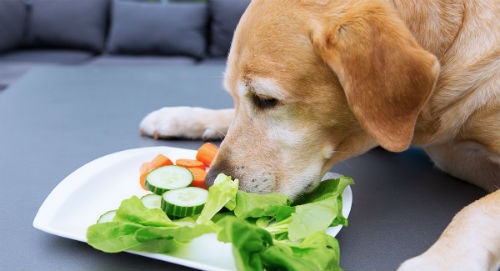 Qué frutas y verduras pueden o no pueden comer tus mascotas